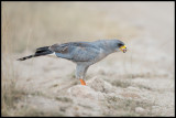 Eastern Chanting Goshawk eating another bird - Amboseli