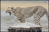 Cheeta on an Amboseli waypost
