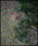 Leopard - Masai Mara