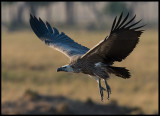Rüppells Griffon Vulture