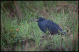 Rufous-bellied Heron