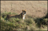 Female Lion looking after her cubs