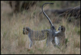 Vervet Monkey inspection!