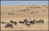 Wilderbeests in Kenyan part og Serengeti