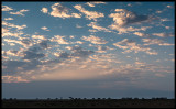 Wilderbeest migration at dawn - Masai Mara