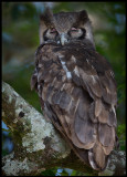 Verreauxs Eagle Owl