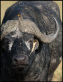 Oxpeckers - African Buffel earpickers