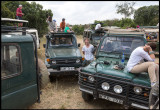 Martin and Wilderbeest chaos near mara River