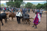 Selecting cattle at the market in Longorien