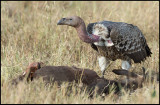 Rüppells Vulture on carcass