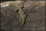 Lace Monitor with it`s blue tung