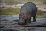Hippo on a difficult slippery walk to Olare Olok River