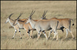 A flock of Eland in Masai Mara