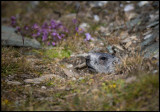 Alpine Marmot (Murmeldjur - Marmota m.) Austrian alps