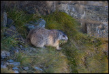 Alpine Marmot collecting grass for hibernation at Grossglockner visitors centre