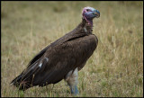 Lapped-faced Vulture - Big is not necessary beautiful