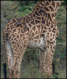A flock of Oxpeckers on a Giraff