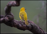 Holub`s Golden Weaver - Mara Concervancy