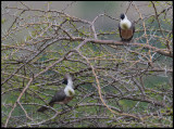 Go-away-birds