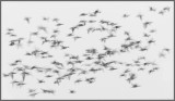 Barnacle Geese (Vitkindade gss) land