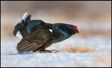 Black Grouse on display - the perfect bird....
