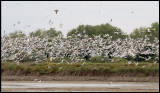 A selection of gulls, herons and some Gull-billed Terns - Azerbaijan