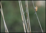 Penduline Tit (Pungmes) - Azerbaijan