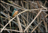 Common Kingfisher (Kungsfiskare) - Azerbaijan