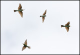 Blue-cheeked Bee-eater (Grna bitare)  - Azerbaijan (COLLAGE)