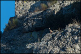 Red-legged Partridge (Rdhna)