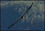 Griffon Vulture (Gåsgam) near Castillo de Monfrague