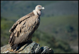 Griffon Vulture (Gåsgama)