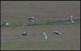Great Bustards (Stortrappar) on the plain near Torrequemada