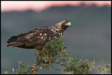 Adult Spanish Imperial Eagle (Spansk Kejsarrn) - Sierra de San Pedro