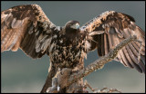 Subadult Spanish Imperial Eagle with Rabbit (Spansk Kejsarörn) - Sierra de San Pedro