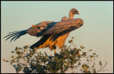 First rays of morning light - Griffon Vulture (Gåsgam)
