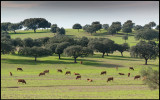 Cows and Cork Oaks near Albuquerque