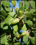 Cork Oak (Korkek - Quercus suber)