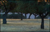 Cork Oak forest near Herreruela at dusk