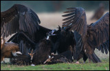 Black Vulture (Grågam) fighting on it`s back