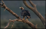 Subadult Spanish Imperial Eagle (Spansk Kejsarörn) - Sierra de San Pedro