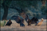 Vulture warming up in during sunrise.