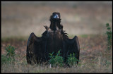 Black Vulture (Grågam) Ready to act...