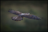 Female Bonellis Eagel (Hökörn)