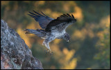 Male Bonelli`s Eagle (Hökörn)