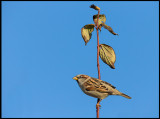 Male House Sparrow (Gråsparv) - Grönhögen
