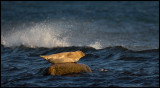 Harbour Seal (Knubbsäl) at Ottenby