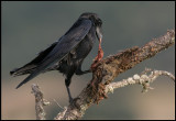 Raven (Korp) with the remains from eagle feeding….
