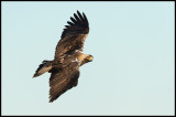 Adult Spanish Imperial Eagle (Spansk Kejsarrn) 