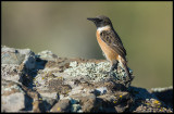 European Stonechat (Svarthakad buskskvätta)